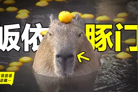 水豚：情绪稳定，为什么它有“治愈心灵”的魔力？图片