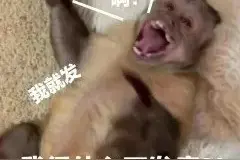 猴子表情包，收藏起来，你用的到图片