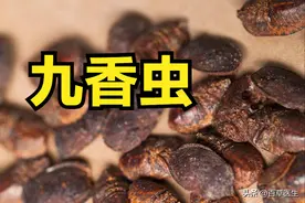 虫中至佳【九香虫】，舒肝走窜，壮大筋体，男科妙药！图片