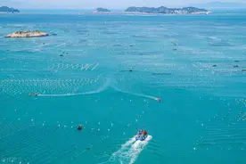 耕海牧渔“粤”向“深蓝”——广东省加快建设现代化海洋牧场推动深远海养殖转型升级图片