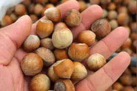 一物降一物，肝硬化最怕的就是它图片