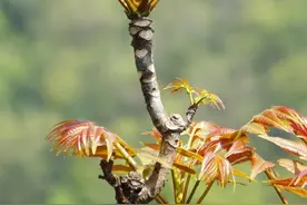 一两香椿六味药？揭秘香椿6大特点、6个入药部位，这些人千万别吃图片