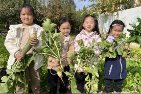 快乐拔萝卜，劳动趣童心——利津县第三实验幼儿园开展收获萝卜活动图片