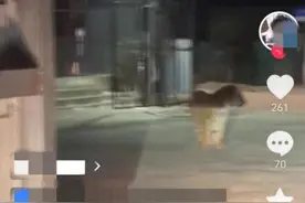 一地东北虎频繁出现？多名网友拍到现场画面……当地回应图片
