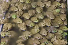 牛蛙能吃！牛蛙不能吃！网上科普的人这么多还不一样，听谁的？图片