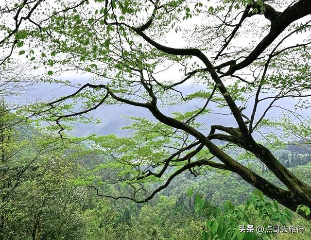 四川又一高山杜鹃惊艳了，刚好进盛花期，云海中的花园，非常唯美
