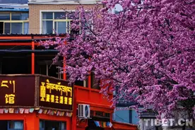 在春日拉萨看春梅与樱花图片