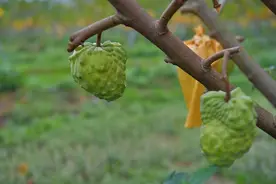 这种“长在树上的冰激凌” 维C含量是苹果的近6倍图片