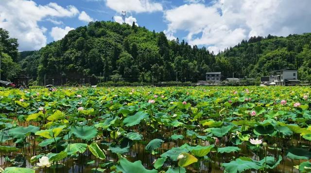 贵州梵净山脚下的避暑秘境，一站式体验荷海、竹海、溶洞、漂流