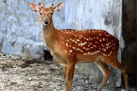 风靡古代的鹿肉，为什么现在没人吃了？养殖户：3个缺点太难改变图片
