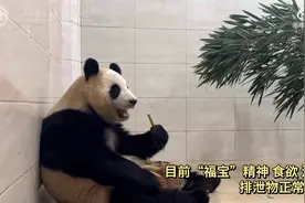 “福宝”今日各项指标未见异常，未来两三天将不会去室外运动场图片