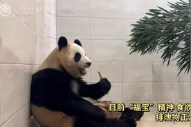 “福宝”今日各项指标未见异常，未来两三天将不会去室外运动场图片