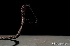 盘点：世界上最恐怖、最昂贵的毒液图片