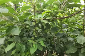 你绝对想不到！苹果小叶病的真相和应对方法！图片