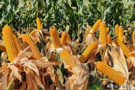 夏玉米混播10000%的好，但是，一定不能“太随便”和“太任性”图片