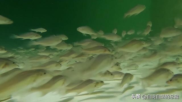 巴西黄鱼胶多少钱一斤 2026年巴西鱼胶便宜吗