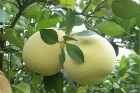 宣恩贡水白柚来青山啦图片