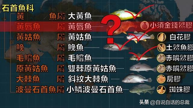 巴西黄鱼胶多少钱一斤 2026年巴西鱼胶便宜吗