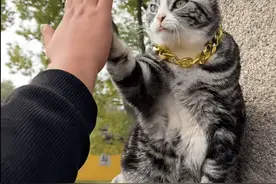 击掌小猫爆火！堪比明星粉丝见面会，景区紧急提醒图片