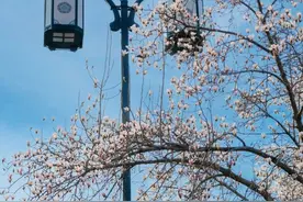 一起走“花路”啦！就沿着苏州这条绝美路线→图片