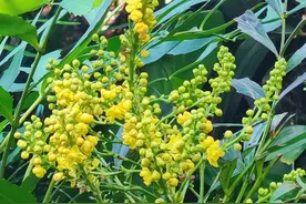植物科普 I 十大功劳【2402期】图片