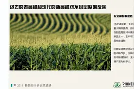 赵久然、严建兵： 密植高产是我国玉米育种的最核心目标图片