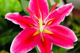 分享图片～百合花开，花色漂亮，花姿优雅，花香扑鼻，邀您欣赏～图片