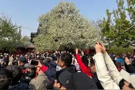 第一批清明踏青的人，开始在朋友圈骗人了图片
