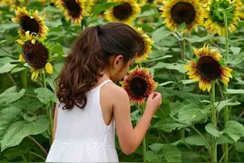 郑州植物园2万株向日葵花朵朵朵开图片