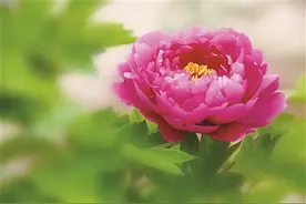 牡丹花事图片