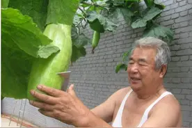 一颗“砍瓜”能吃一辈子，吃多少砍多少！永不腐烂的原因是什么？图片