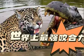 世界上咬合力最强的五种动物，狮子都没上榜，第一名绝对想不到图片