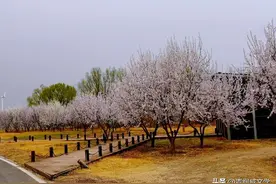 又是一年春草绿（随笔）图片