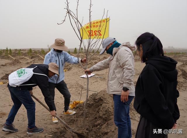 马云斥巨资在沙漠里种树，承诺每年1亿棵，10年过去了，情况如何