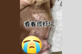 喜大普奔！12岁的乳腺肿瘤狗狗终于好了！图片