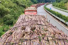 老挝的甘蔗：我国甘蔗进口的最大来源地！图片