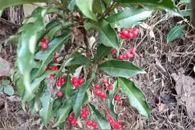 朱砂根是偏远山区常见的药材图片