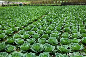 磷酸二氢钾、尿素没想到还能这样用，效果翻倍，这些方法你用过吗图片