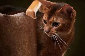 中国人为什么少吃猫肉？原来李时珍告诉我们答案，广东偏爱龙虎凤图片