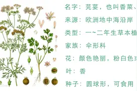 为什么有些人不吃香菜？图片