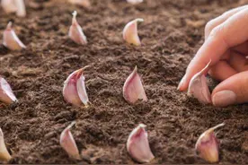 7种明明有种子的蔬菜，为何习惯用根茎来繁殖，答案你能想到吗？图片