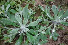 春节期间，南方农村这8种野菜都有得吃，带家人一起去挖野菜吧图片