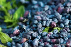 农村以前常见的七种野果，你吃过多少呢？为何有些很少见了？图片