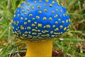 大自然的奇花异卉，甚是罕见图片