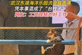 笑死了！狸花猫打伤鹦鹉后，亲自上场表演！评论区吵翻天！图片
