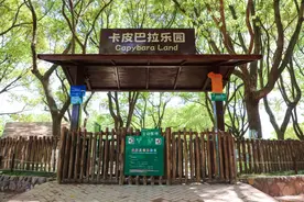 “网红表情包”卡皮巴拉来了！在魔都这个新乐园里，实现撸豚自由！太快乐啦！图片