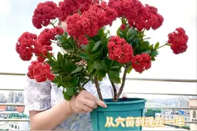 广东小姐姐太厉害！将长寿花养成了树，打造成了超美“棒棒糖”图片
