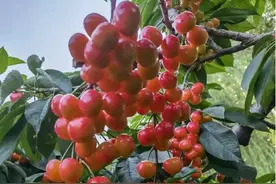 “樱”你而来，“桃”醉并州！太原市推介樱桃采摘季精品景点图片