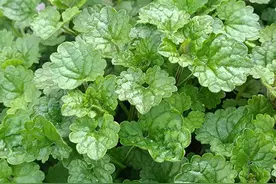 小植物大作用，人称“接骨消”，骨头断了也能接？价值相当珍贵图片