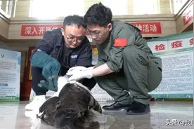 北安▷救助受伤东方白鹳 让珍稀鸟类重归蓝天图片